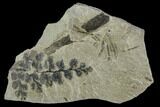 Pennsylvanian Fossil Fern And Horsetail - Kentucky #112642-1